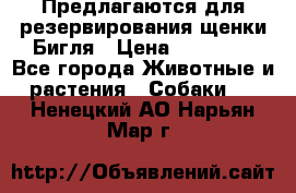 Предлагаются для резервирования щенки Бигля › Цена ­ 40 000 - Все города Животные и растения » Собаки   . Ненецкий АО,Нарьян-Мар г.